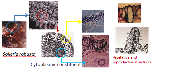 red algae cytoplasmic components