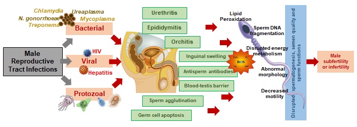 infection infertility