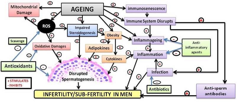 age and male fertility