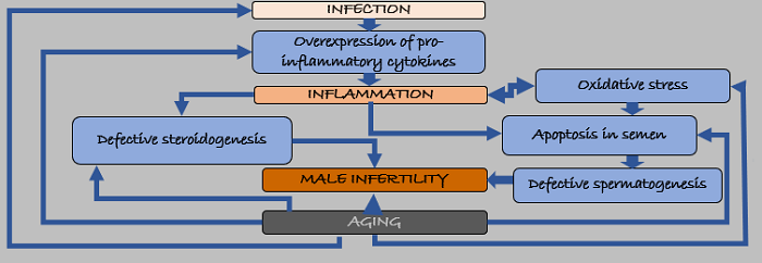 aging and infertility relation