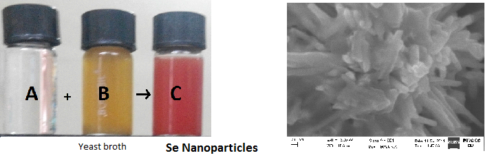selenium nanoparticles