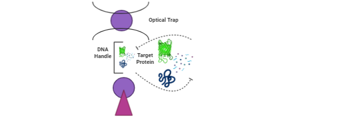 Corona virus trap optical tweezers