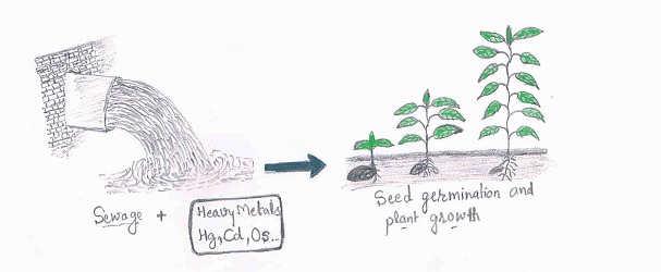 sewage and heavy metal effect on Plant growth